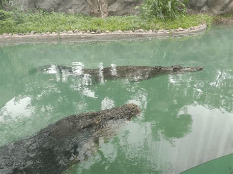 FIRST LOOK: A sneak peek at Manila Zoo's return to .